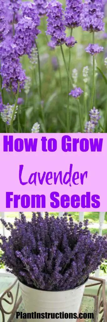How To Grow Lavender From Seed Plant Instructions