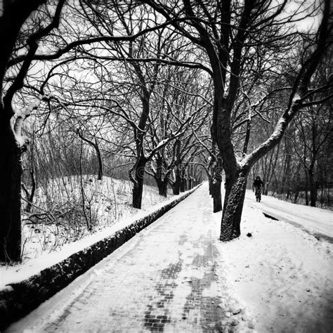 Winter In Park Artistic Look In Black And White Stock Photo Image