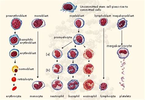 Difference Between Granular And Agranular Leukocytes Relationship Between