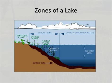 Ppt Structure Of Aquatic Ecosystems Powerpoint Presentation Free