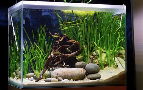 The Beginners Checklist For Your First Aquarium Practical Fishkeeping