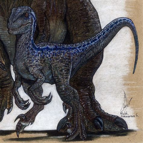 When they are born, they would barely reach the height of your knee. Drawn velociraptor blue - Pencil and in color drawn velociraptor blue