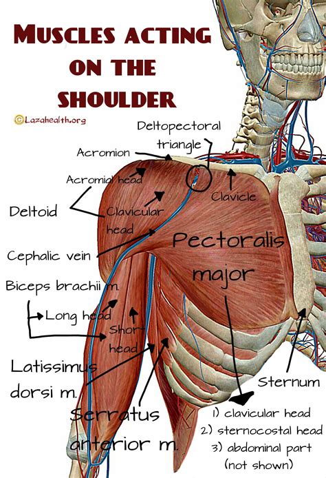 Muscles Acting On The Shoulder Muscle Massage Benefits Massage Tips