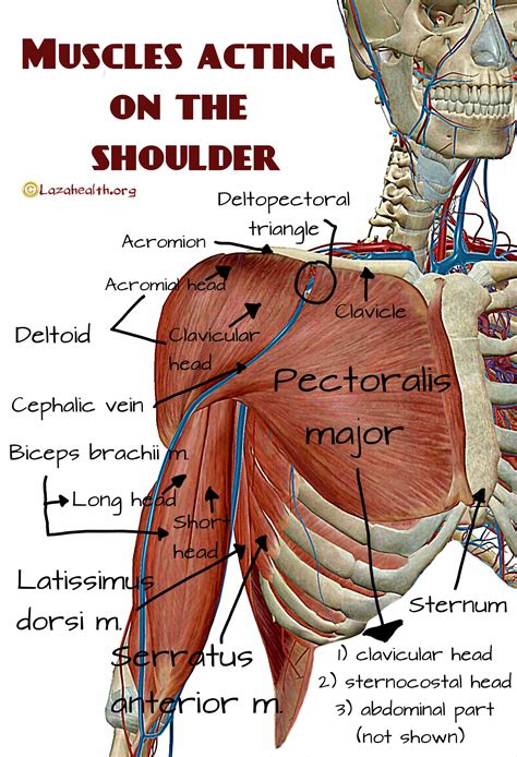 muscles acting on the shoulder muscle massage benefits massage tips