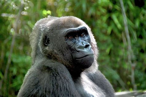 Mama Gorilla At Bronx Zoo Photograph By Stan Roban Pixels