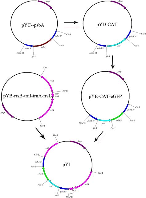 Physical map of homologous recombination vector pY1 | Download
