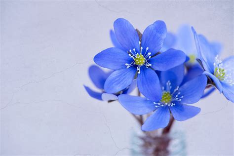 Free Photo Blue Flowers Bloom Blooming Blue Free Download Jooinn