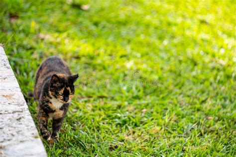 Stray Cat With Clipped Ear Walking On Grass Stock Image Image Of