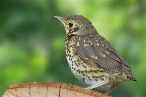 What Do Thrushes Eat Garden Bird Feeder