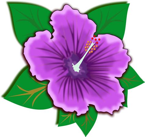 Free Hibiscus Flower Cliparts Download Free Hibiscus Flower Cliparts