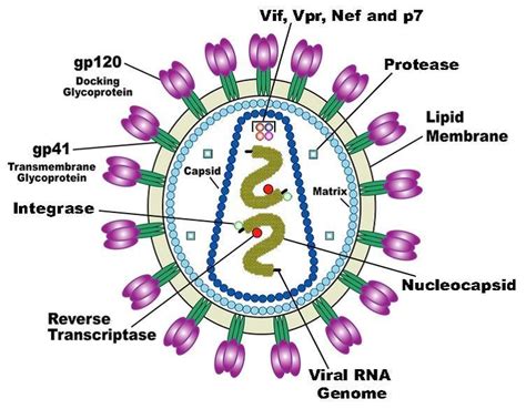 A Diagrammatic Representation Of Hiv Source Us National Institute Of