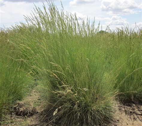 Festuca Ovina Sheep Fescue — Landh Seeds Pacific Northwest Local