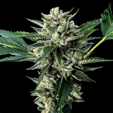 Buy Sour Garlic X Honey Banana Feminized Cannabis Seeds Online Dna Genetics