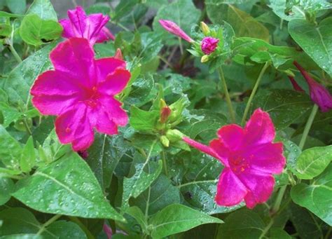 On many forums, the control method of using four o'clocks is llisted, but if you read the comments, there are as many people who say it absolutely. My 4 O'Clocks - 2013