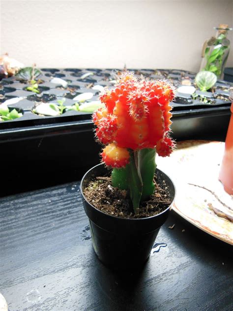 How to build a zero tick (0 tick) cactus farm → how to make the fastest cactus farm in minecraft, simple tutorial this cactus. The Green House: Grafted Moon Cactus