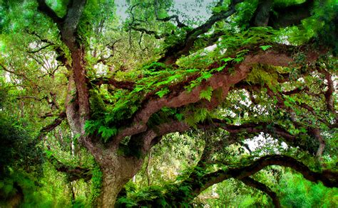 Free Photo Deep Forest Ferns Growing On Temperate Rainforest Tree