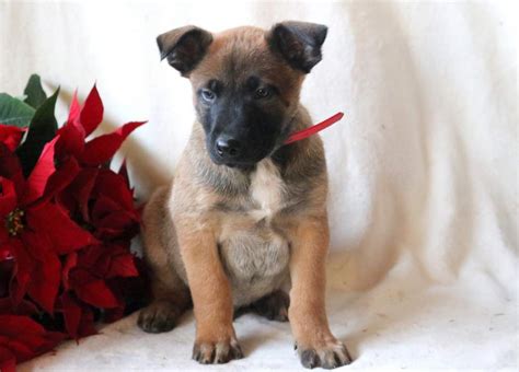 Check out our belgian malinois selection for the very best in unique or custom, handmade pieces from our shops. Belgian Malinois Puppies For Sale | Puppy Adoption ...