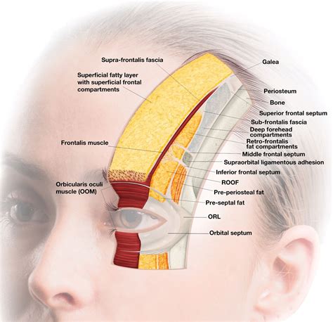 Reevaluation Of The Layered Anatomy Of The Forehead Introdu