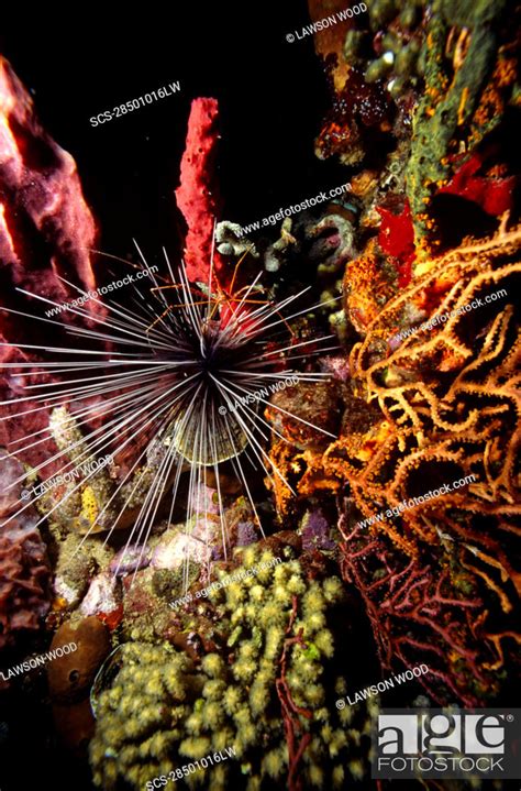 Long Spined Sea Urchin Diadema Antillarum Set Amidst Various Colourful