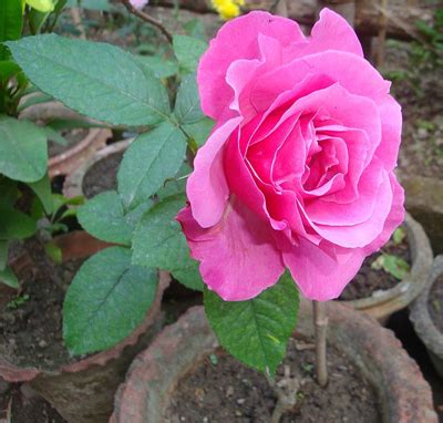 With over 150 species and thousands of hybrids, the rose world is incredibly diverse in terms of form, color, vigor or fragrance. Different Types Of Roses