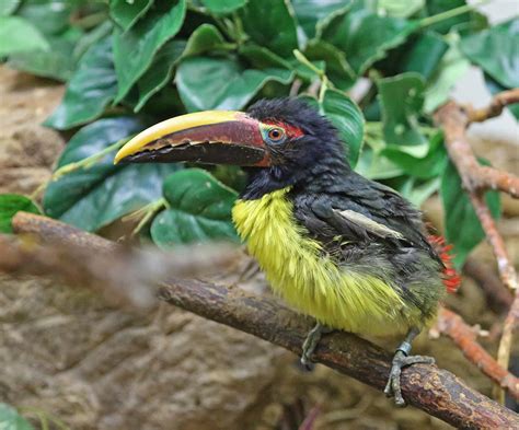 Pictures And Information On Green Aracari