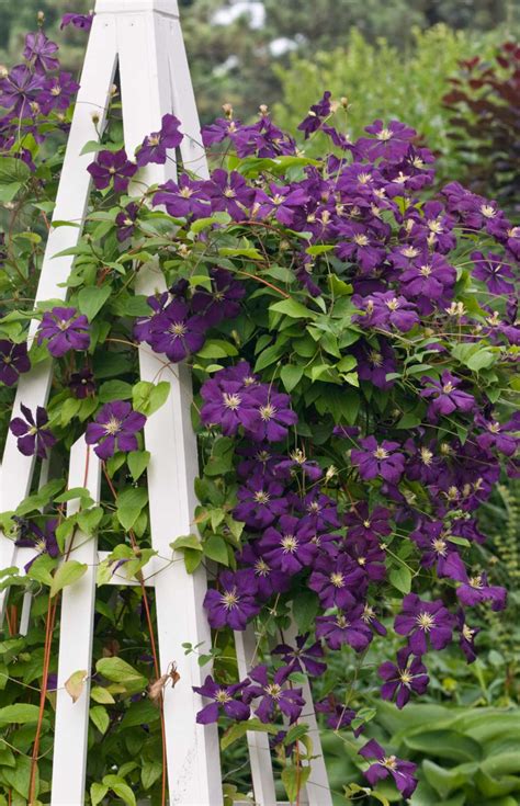 Maybe you would like to learn more about one of these? Give Your Garden a Lift with Clematis - Longfield Gardens