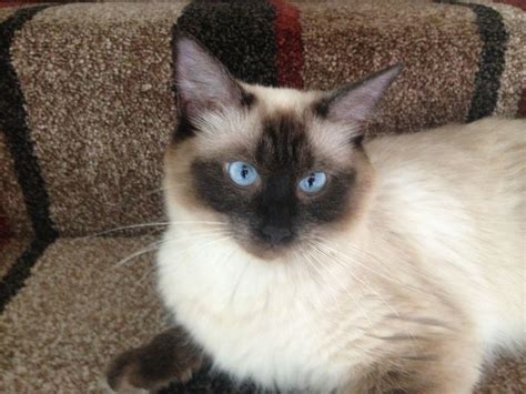 Ragdoll adult female | Houghton Le Spring, Tyne and Wear ...