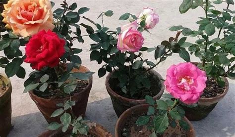 Cara menanam bunga ros ini bisa melalui budidaya maupun penanaman secara sendiri. Cara Menanam Aglaonema Agar Berdaun Indah - Pupuk Organik ...