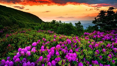 Beautiful Spring Scenery Wallpapers On Wallpaperdog