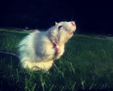 25 Pictures Of Rats Proving They Are Awesome To Have As Pets