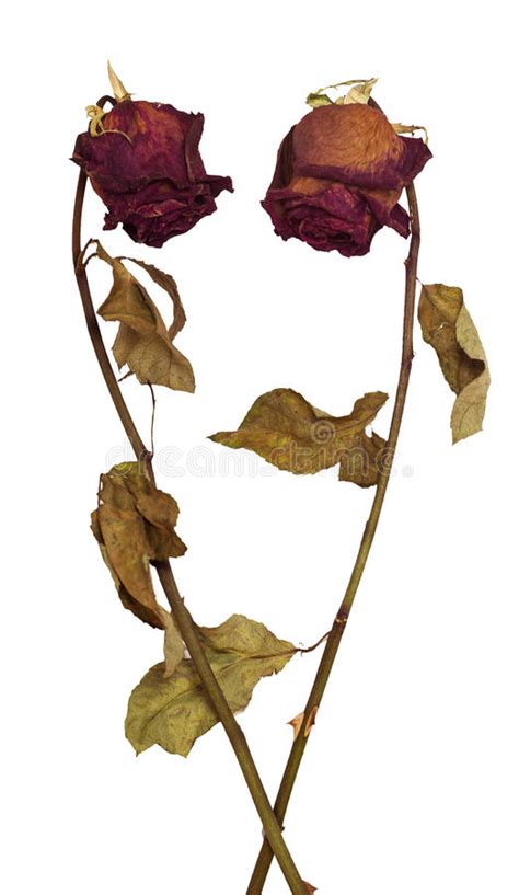Contests groups blogs forum polls drawings pictures. Dying Flower Drawing | Free download on ClipArtMag