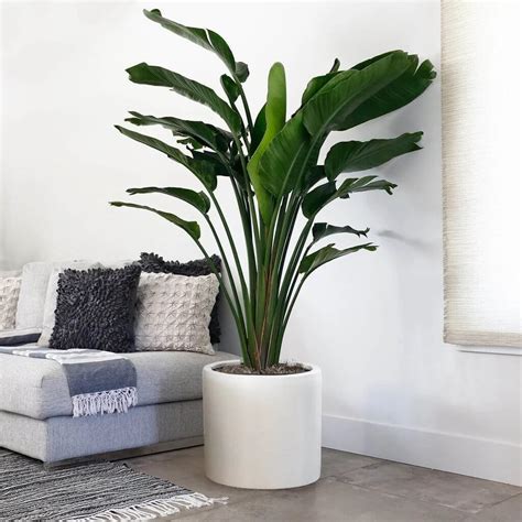 11 Best Large Indoor Plants To Change Your Home Environment Indoor