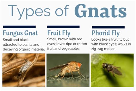 Our Gnat Identification Chart For 2023 Trappify