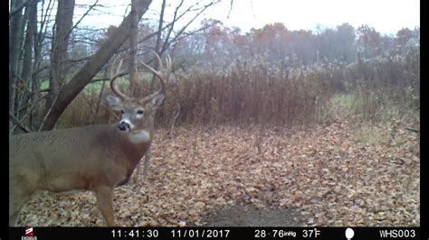 Trail Cam Strategies For Increasing Daytime Buck Movement Youtube