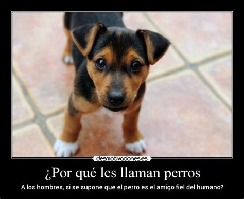 ¿por Qué Les Llaman Perros Desmotivaciones