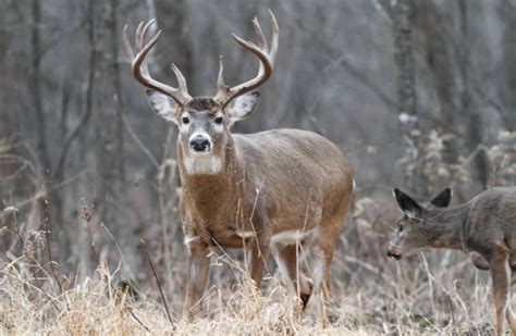 November Rut Tracker — The Hunting Page