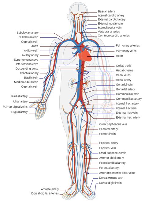 Hma practical 3 virtual slides. The Circulatory System: Its 4 Main Parts and How They Work ...