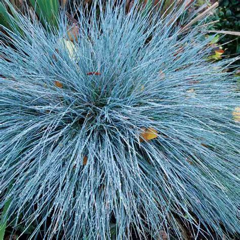 One Of The Most Beautiful And Eye Catching Of All Ornamental Grasses