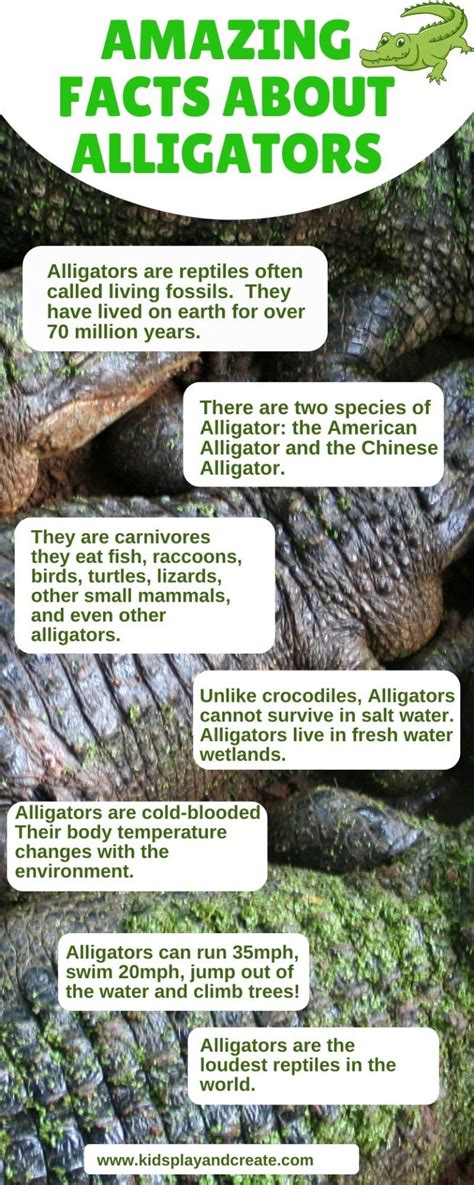 Facts About Alligators For Kids Kids Play And Create