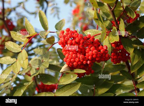 Autumn View Of Red Berries On Mountain Ash Tree In Northern Minnesota