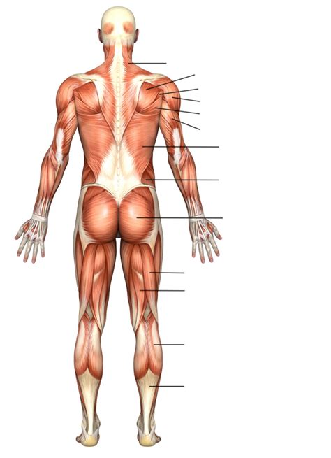 Labeled Anatomy Chart Of Male Lower By Hank Grebe Ubicaciondepersonas