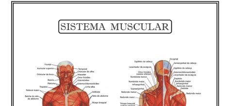 Poster Anatomia Humana Sistema Muscular 30x40 Cm R 2500 Em Mercado