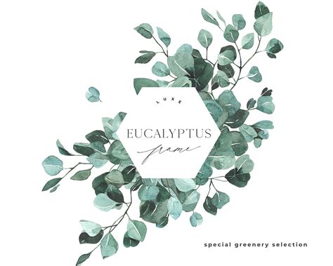 Eucalyptus frame Greenery frame Foliage leaves clipart | Etsy | Leaf ...