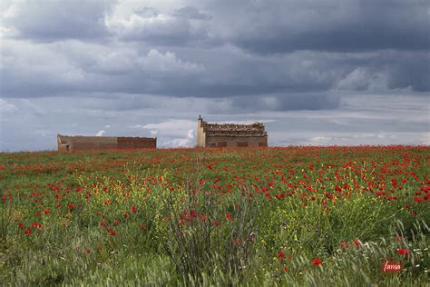 Campo de amapolas en Tierra de Campos Imagen & Foto | paisajes
