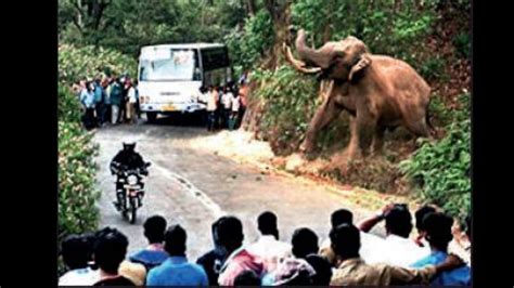 Top 999+ kerala elephant images – Amazing Collection kerala elephant