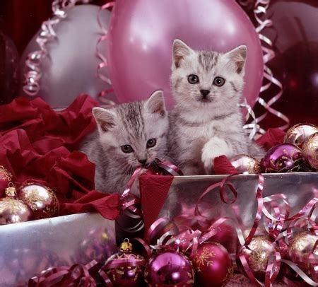 Maybe you would like to learn more about one of these? Kittens and pink Christmas - Cats & Animals Background ...