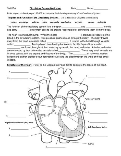 circulatory system worksheet: | Circulatory system ...
