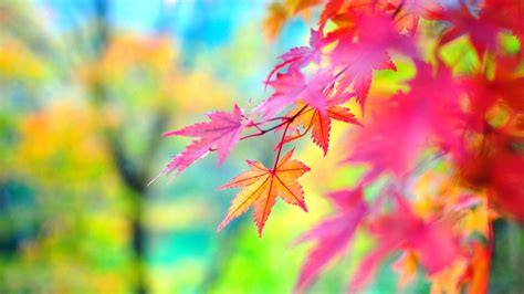 Free Download Colorful Nature Wallpaper 1920x1080 For Your Desktop