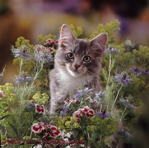 Grey Tabby Kitten Among Flowers Photo Wp07671