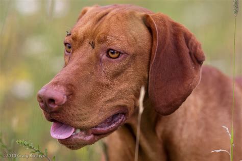 Athletic, agile, and light on his feet, the vizsla is a robust hunting dog who needs vigorous daily exercise and lots of personal attention. Pointing Dog Blog: Breed of the Week: The Vizsla